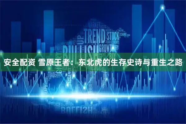 安全配资 雪原王者：东北虎的生存史诗与重生之路
